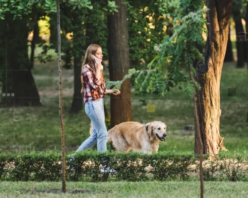Seguridad para tu perro